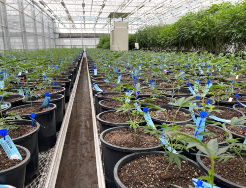 Missouri cannabis growers fined for breaking the ‘immaculate conception’ rule