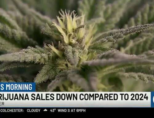 Cannabis sales decline in 2025 despite record December
