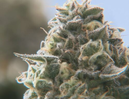 New language for petition to stop changes to Ohio Cannabis laws submitted after initial re