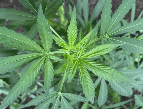 Trump’s Marijuana Rescheduling Move Could Boost South Carolina Medical Cannabis Bill, GOP