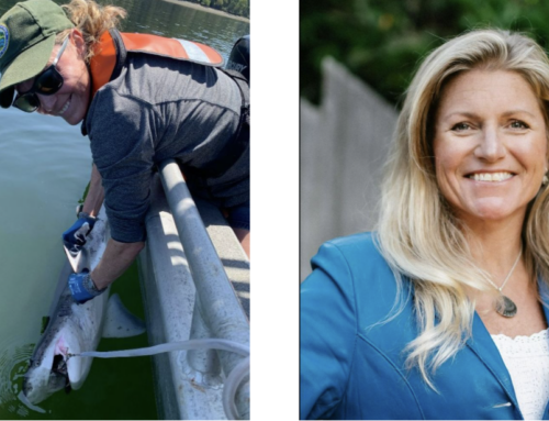 ‘Sharks of Washington’ focus of Waterfront Center environmental series speaker Feb. 5