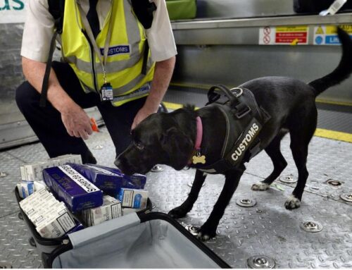 The surprising source of Ireland’s cannabis