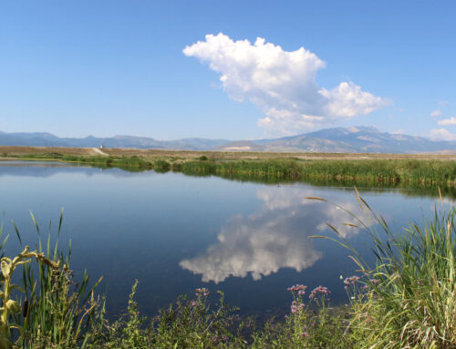 Wetlands restoration helps the environment and economy, researchers say
