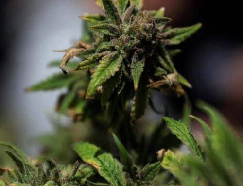 Cannabis at an inflection point: federal rescheduling, hemp crackdowns, constitutional lim