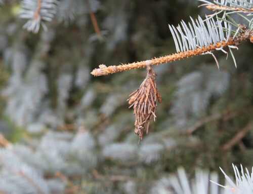 3 tactics to reduce pesticides and their impact on the environment