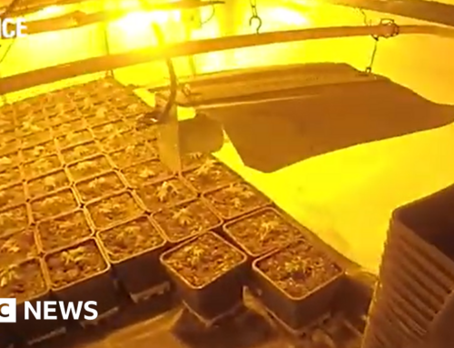 Four arrested as police raid three cannabis farms in Doncaster