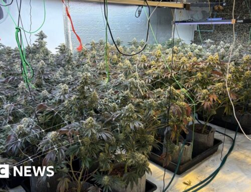 Woman arrested after Peterborough cannabis factory found