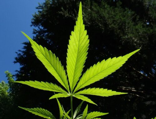 Legal Marijuana Access Faces An Existential Threat In 2026, And We Must Fight Back (Op-Ed)