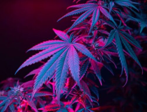 DC Shutters 100th Illegal Cannabis Shop