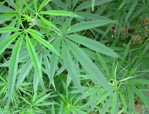 Michigan appeals court denies bypass request in cannabis case