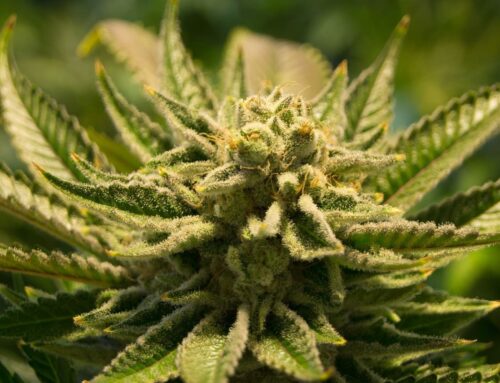 Ohio AG rejects cannabis referendum ballot petition (Newsletter: January 15, 2026)