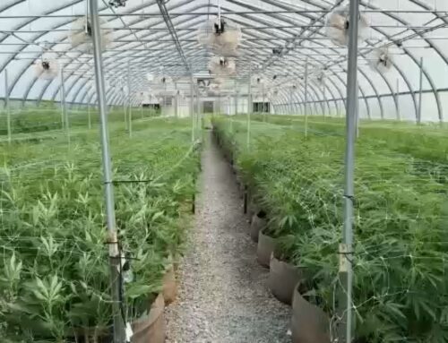 Public hearing set for proposed cannabis facility in Alden