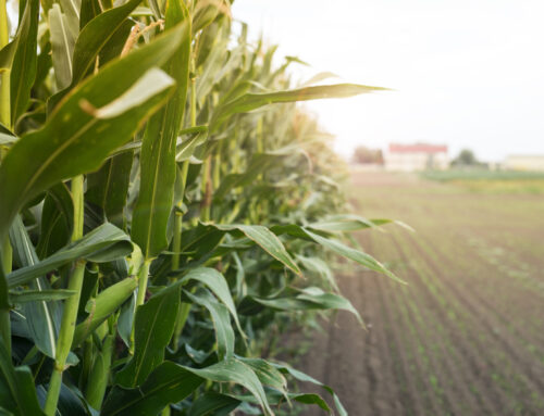 Is the most profitable fertilizer level also safe for the environment?