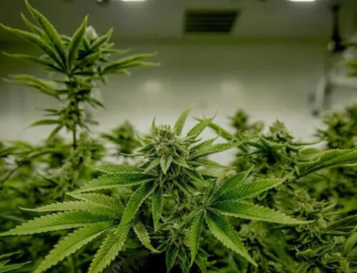 Illinois cannabis industry cautious on child-safety bill, questions focus on regulated pro