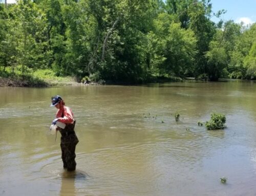 This conservation practice boosts wildlife species on farmland, new research finds