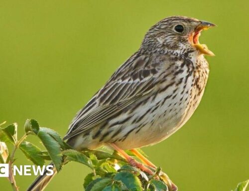 Natural Resources Wales issues stark warning over wildlife loss and polluted rivers
