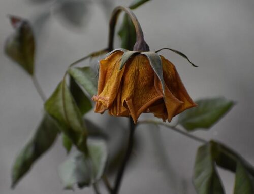 Bitcoin ETF optimism fades as three-day outflows streak erases early-month gains