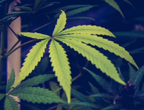 New Florida Bill Would Legalize Recreational Marijuana And End ‘Monopolies’ In Medical Can