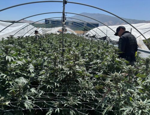 California reports record illicit cannabis seizures as cultivation tax cut
