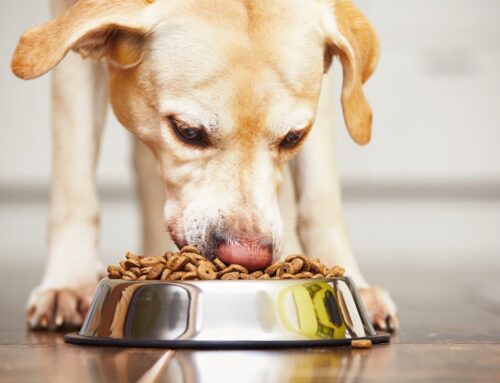 Some dog food can have worse environmental impact than their owners’ meals