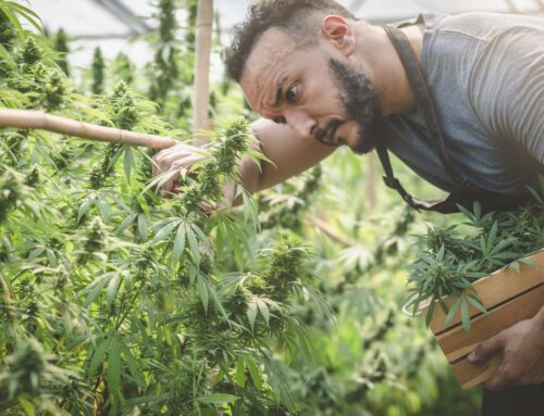 Should You Buy This Cannabis Stock While It’s Under $2?