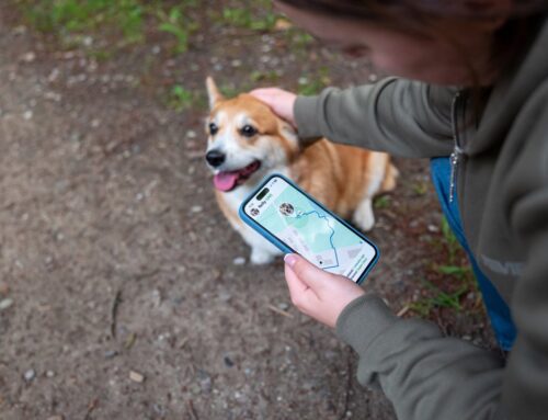 If You’d Invested $1,000 in Dogecoin 5 Years Ago, Here’s How Much You’d Have Today