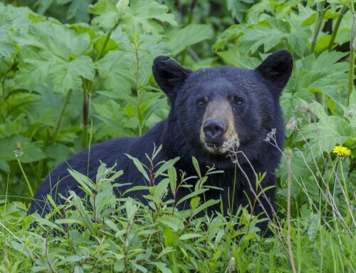 Is microplastic pollution a problem for animals?