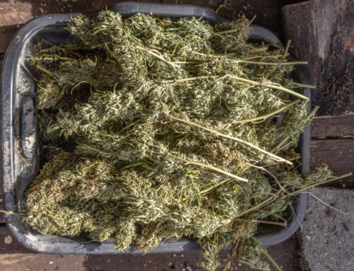 3 Reasons Why These 3 Cannabis Stocks Could Have a Magnificent 2026