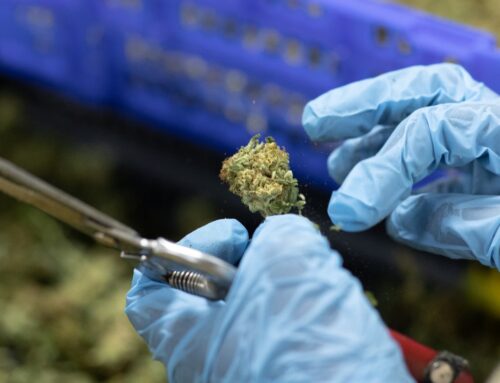 MSOS ETF Drops 26% in One Month as Federal Cannabis Policy Stalls