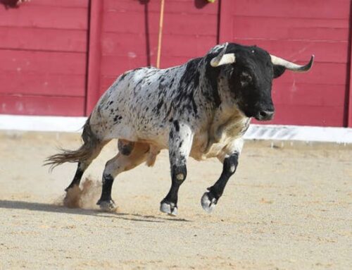 Investors should be ‘cautious’ about getting out of this ‘rodeo bull’ market