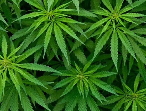 Cannabis legalization comes with trade secret concerns