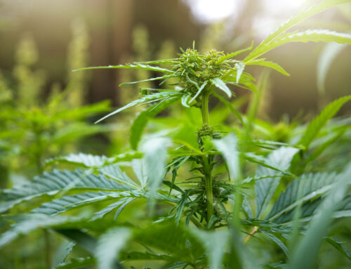 New Hampshire Lawmakers Advance Bill to Legalize Adult Cannabis Possession