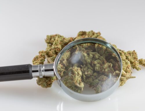 Marijuana’s Restrictive Federal Classification Isn’t Supported By Science, New Study Concl