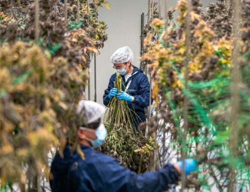 What Should We Think of Cannabis Today?