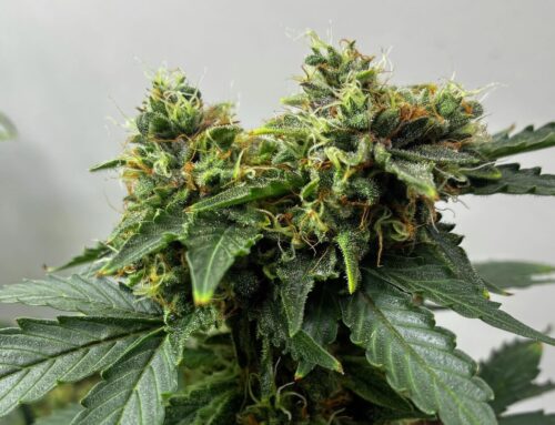 Despite the biggest month ever, CT cannabis sales down in 2025: Data