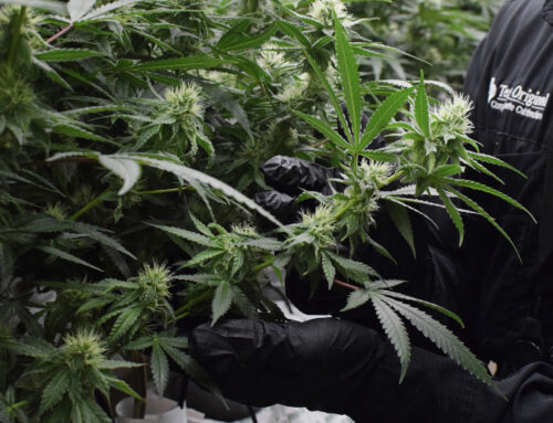 Massive medical cannabis facility plants footprint in Central TX