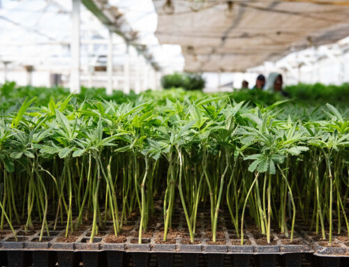 New $47M deal for California pot company signals optimism for new year