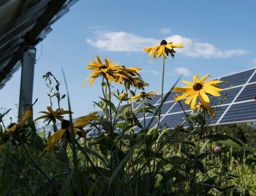 Trump Is Losing The Renewable Energy War, Part Infinity