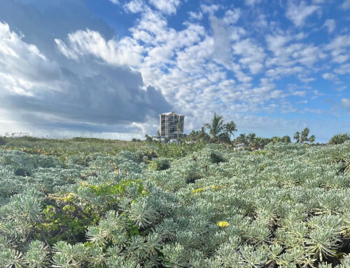 Here Are Some Crucial Climate Actions You Can Take To Protect The Environment In 2026