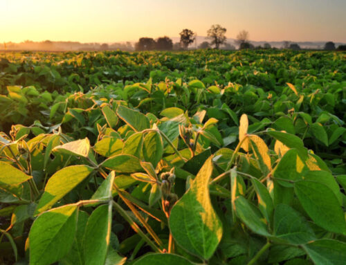 Investing In Soy’s Future Has A $12.30 Return