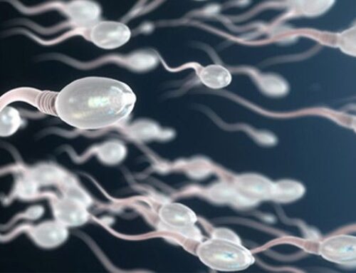 Sperm Carry Memories of a Father’s Environment