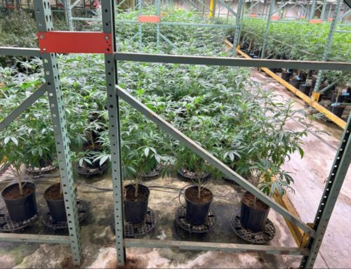 Denver marijuana dispensary’s licenses revoked after links to interstate drug case, code v