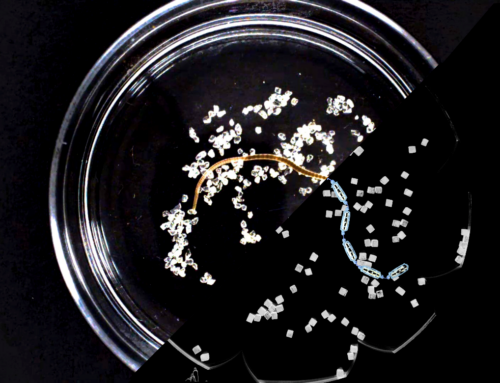 Researchers Discover How Worms Clean Their Environment Without a Brain