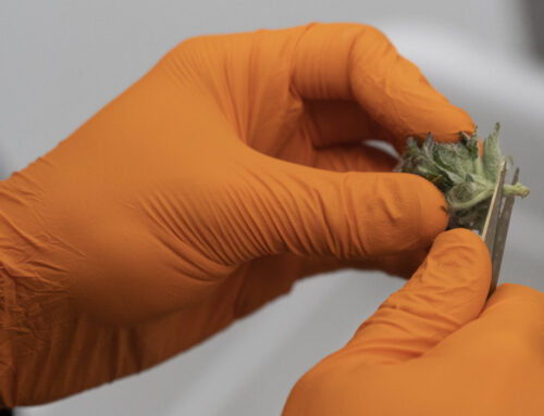 Psychosis Diagnoses Have Risen Among Young Canadians, Data Shows