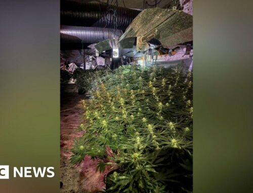Officers raid £400,000 Sheffield city centre cannabis farm