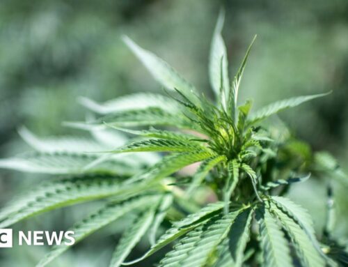 Why are Manx residents being asked about medicinal cannabis?
