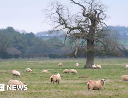 Norfolk’s council farmland will not be used for solar energy