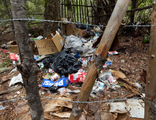 ‘Little death bombs’: Illegal cannabis farms poison California’s forests. Who’s cleaning t