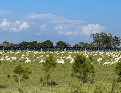 NBC 15 Reality Check: Records raise questions on timing of Stockton solar project approval