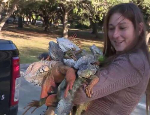 ‘Get them out of our environment:’ Iguana expert collects reptiles during Florida cold sna